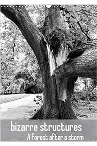 Bizarre Structures a Forest After a Storm 2017