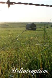 Heliotropium