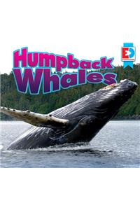 Humpback Whales