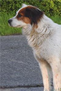 The Tornjak Dog Journal