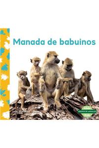 Manada de Babuinos (Baboon Troop)
