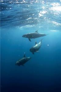 Swimming Dolphins Journal