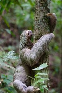 Sloth Climbing a Tree Animal Journal