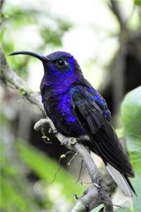 Vivid Blue Hummingbird Journal