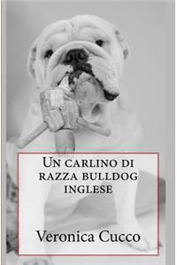 Un carlino di razza bulldog inglese