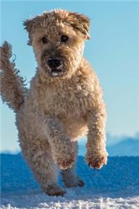Charming White Wheaten Scottish Terrier in the Snow Dog Journal