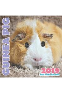 Guinea Pig 2019 Mini Wall Calendar