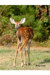 Baby Deer