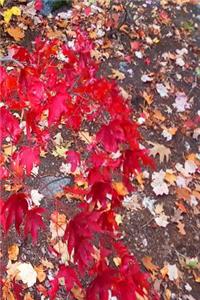 2019 Weekly Planner Fall Foliage Red Japanese Maple Leaves 134 Pages