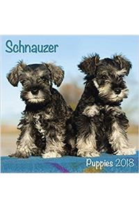 Schnauzer Puppies 2018 M (Mini Square)