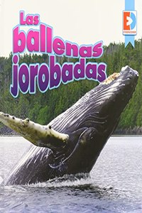 Ballenas Jorobadas (Humpback Whales)