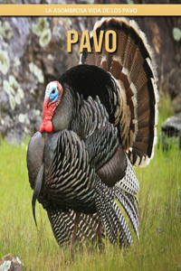 Pavo