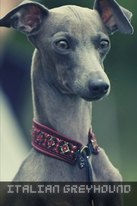 Italian Greyhound