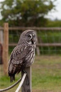 Great Gray Owl on a Post Journal