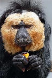 Saki Monkey Journal