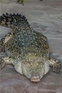 After While Crocodile! Reptile Journal
