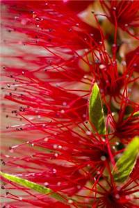 Native Australian Plants (Journal / Notebook)