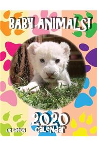 Baby Animals! 2020 Calendar (UK Edition)