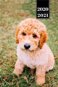 Poodle Dog Calendar Week Planner 2020 / 2021 - Lovely Baby