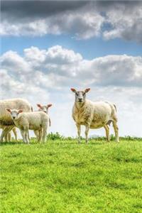 Sheep Family Notebook
