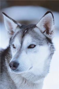 Husky
