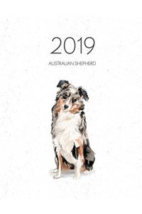 2019 Australian Shepherd