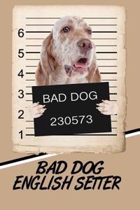 Bad Dog English Setter