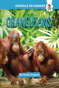 Orangutans