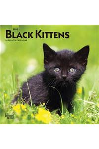 Black Kittens 2020 Mini 7x7