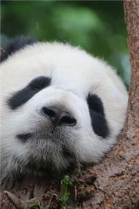 Baby Panda Napping in a Tree Journal