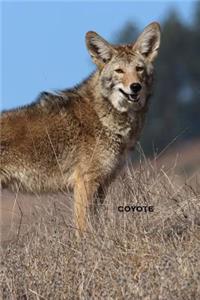Coyote