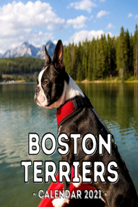Boston Terriers Calendar 2021