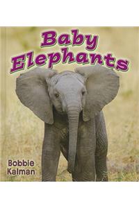 Baby Elephants
