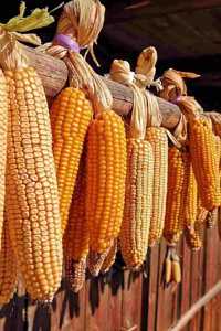 Dried Corn Cob Ornaments Journal