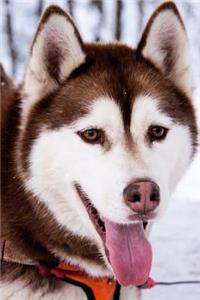 Husky
