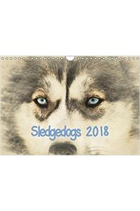 Sledgedogs 2018 / UK-Version 2018