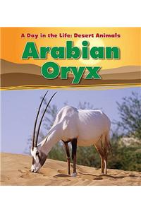 Arabian Oryx