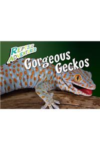 Gorgeous Geckos