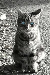 Mind Blowing Blue Eye Kitty JOurnal