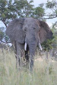 Male Elephant in the Tall Grass Journal