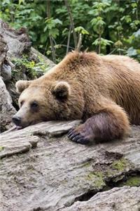 Let Sleeping Bears Lie Journal