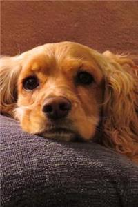 Sweet Blonde Cocker Spaniel Dog is Looking at You Pet Journal