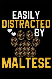 Easily Distracted by Maltese