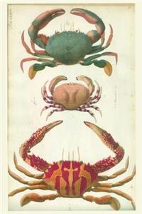 Sealife Crab Journal