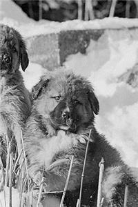2019 Weekly Planner Winter Theme Puppies 134 Pages