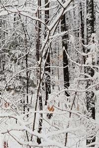 2019 Daily Planner Winter Season After Snowstorm 384 Pages