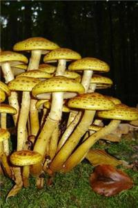 Mushrooms in the Bavarian Forest