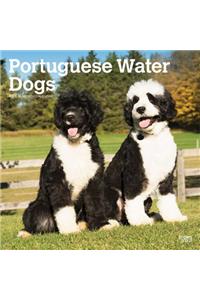 Portuguese Water Dogs 2020 Square