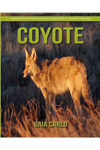 Coyote