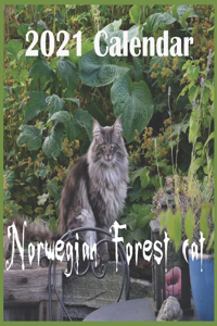 Norwegian Forest Cat
